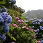 あじさい山1